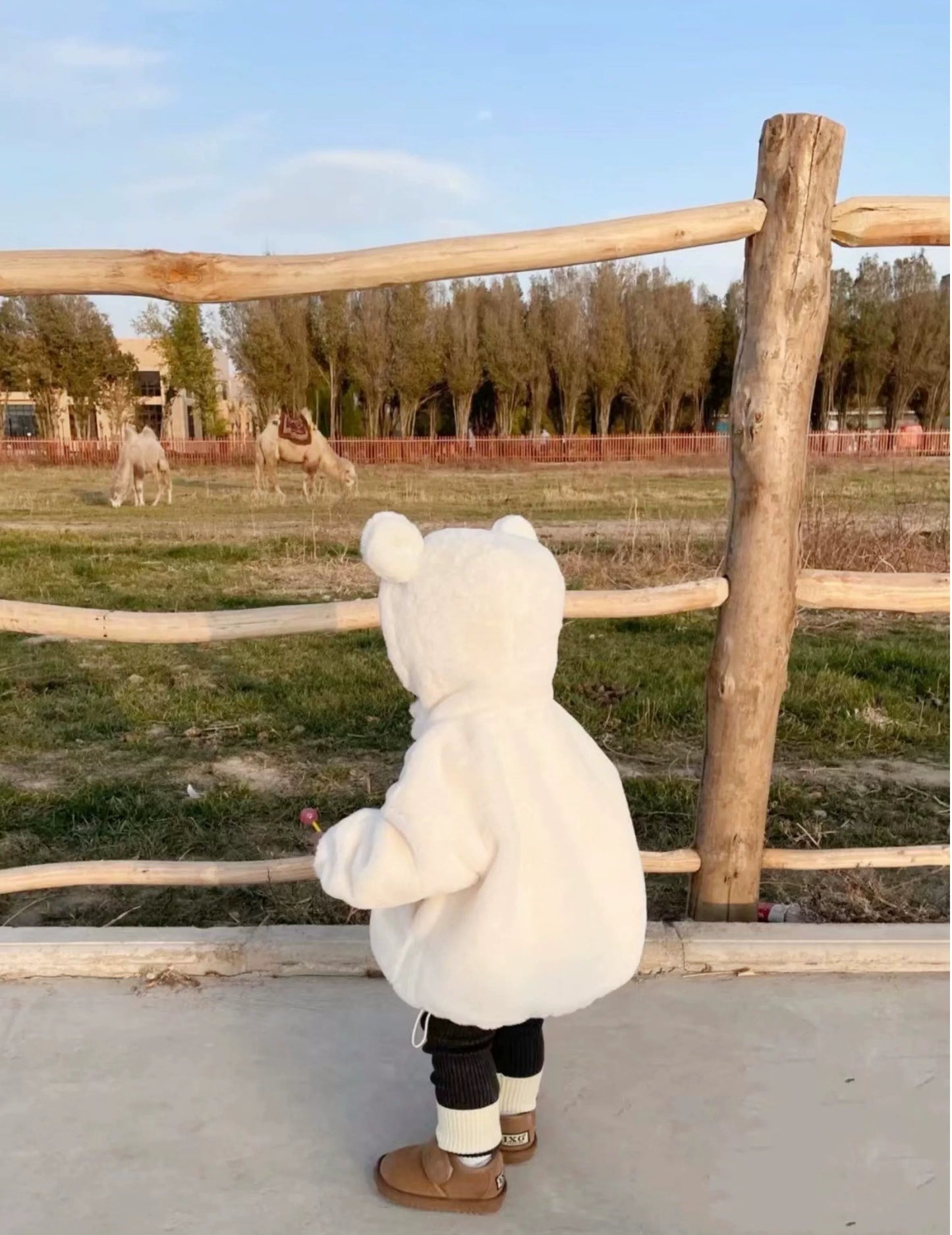 Child in a white coat looking at camels through a wooden fence